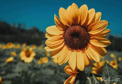 Wallpaper Horizontal, Spring Scenery, Sunflowers Background, Sunflower Drawing, Wallpaper Notebook, Laptop Backgrounds, Sunflower Wallpaper, Flower Iphone Wallpaper, Iphone Wallpaper Themes