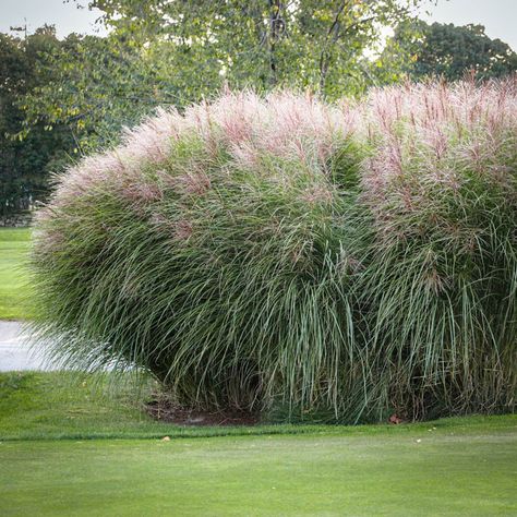 Dividing Maiden Grass (Miscanthus) - Garden Tutor Maiden Grass Landscaping, Miscanthus Morning Light, Hedge Ideas, Annabelle Hydrangea, Flower Containers, Grasses Landscaping, Replant, Container Flowers, Ornamental Grasses