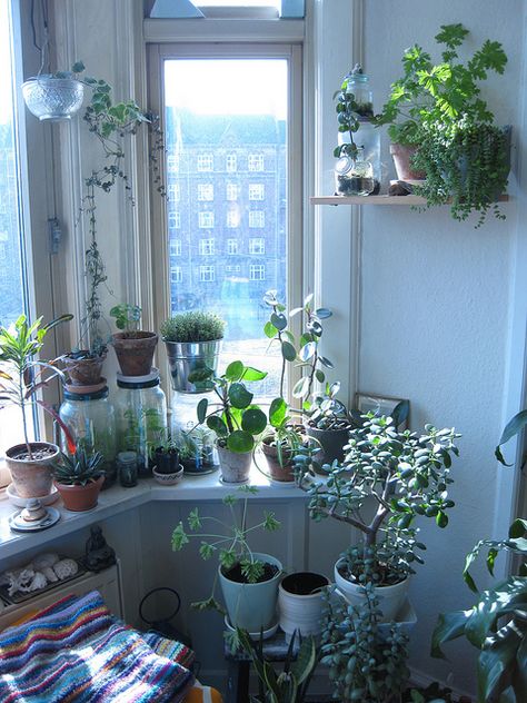 windowgarden by Loulou Harbour, via Flickr Sun Rooms, Cottage Kitchens, Indoor Gardens, Decoration Inspiration, Small Garden, Tropical Plants, Country Kitchen, Plant Life, Window Sill