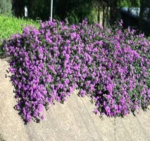 trailing Lantana Purple Trailing Lantana, Purple Lantana Landscapes, Trailing Lantana Landscaping, Lantana Landscaping Front Yards, Lantana Purple, Trailing Lantana, Stairs Bed, Zen Yard, Purple Lantana