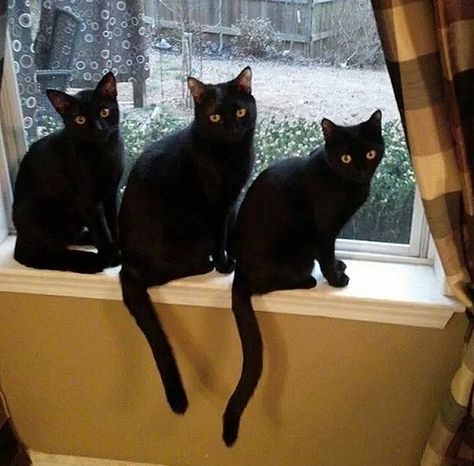 Three Black cats that look like "Button" on the windowsill <3 Three Black Cats, All Black Cat, Black Kitties, Black Cat Lover, Cats Rule, 3 Cats, Older Cats, Black Kitty, Three Cats