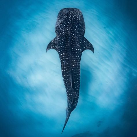 Did you know whale shark spot patterns act like human fingerprints, helping researchers identify unique individuals? ? Whale Shark Top View, Shark Birds Eye View, Whale Shark Photography, Shark Photography, Future Marine, Ocean Friends, Shark Pictures, Photography Dark, Whale Sharks