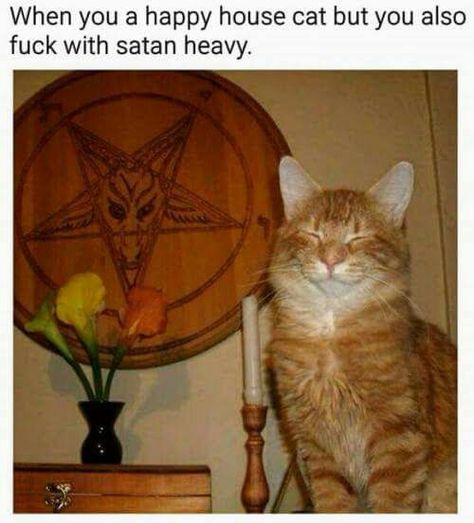 Metalheads And Cats, Metalheads With Cats, Blehhh Cat, Metalhead Cat, Scary Icons, Punk Cat, Dark Images, Happy House, Silly Animals