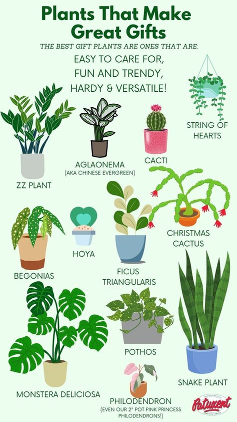 Banner for Christmas Present Plants Blog with Illustrations Desk Setup Cozy, East Facing Window, Pink Princess Philodendron, Princess Philodendron, Chinese Evergreen, Philodendron Monstera, Prayer Plant, Cozy Spaces, Potted Houseplants