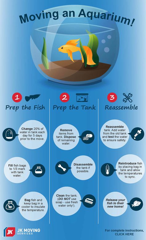 Aquarium Infographic, Fish Tank Themes, Fish Tank Cleaning, Fish Tank Terrarium, Cool Fish Tanks, Fish Tank Design, Betta Aquarium, Tropical Fish Aquarium, Tropical Freshwater Fish