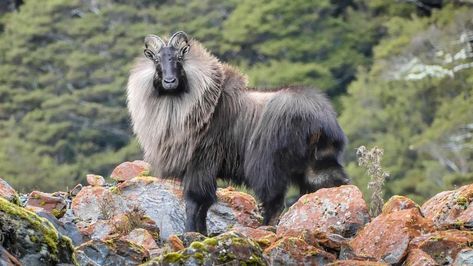 Petition · Department of Conservation: Request DOC halt the 2020-21 tahr cull and review the Himalayan Tahr Control Plan. · Change.org Himalayan Tahr, Global Population, Animal Nature, South Island, World Class, Himalayan, Mammals, Goats, Sheep