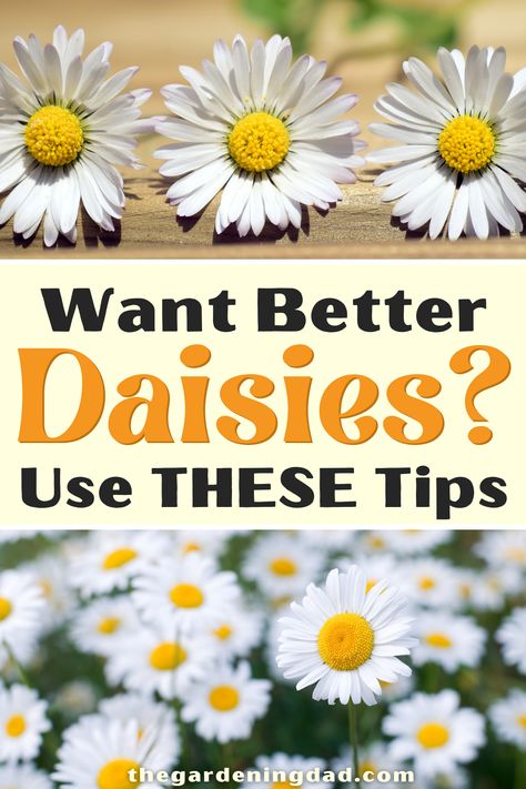 Do You Want Better Daisies that last longer? Then Use THESE Tips! Thisultimate guide will teach you easy steps for Growing Daisies in your garden and yard. #daisies #flowers #gardening Decorating With Daisies, Growing Daisies, Homey Cottage, Daisy Landscape, Daisy Care, Gardening Indoors, Daisy Garden, Plant Tips, Daisy May