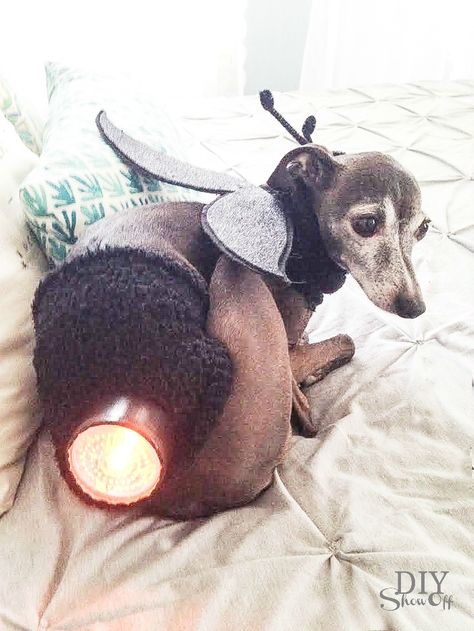 Halloween costume for dogs - DIY Lightning Bug Dog Costume. How clever is this? Full tutorial for this cute pet costume is on the site. Creative Dog Costumes, Diy Dog Costume, Dog Costume Ideas, Diy Pet Costumes, Easy Homemade Halloween Costumes, Halloween Pets, Lightning Bug, Diy Dog Costumes, Diy Kostüm