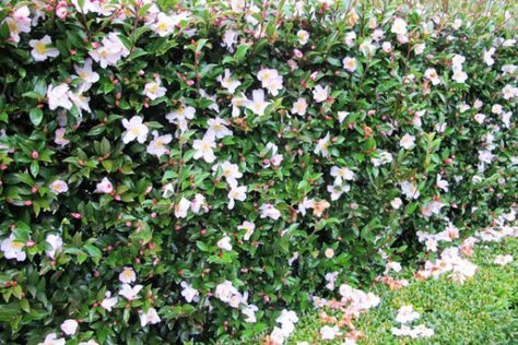 Buy fairy magnolia Magnolia 'Fairy Blush ('Micjur01') (PBR)': Delivery by Waitrose Garden in association with Crocus Driveway Hedge, Camellia Hedge, Shady Planting, Fairy Magnolia, Magnolia Bush, Camellia Sasanqua, Plants Under Trees, Flowering Bushes, Planting Plan