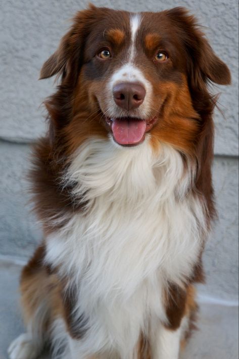 Red Hair Dog, Red Aussie, Red Australian Shepherd, Red Tri Australian Shepherd, Australian Shepherd Red Tri, Red Dogs, Miniature American Shepherd, American Shepherd, Cute Dogs Images