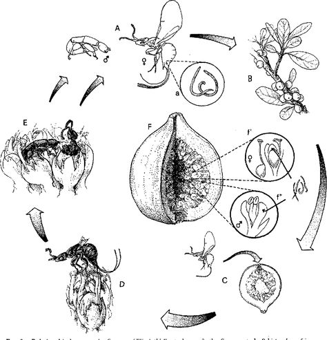 Fig Wasp, Fig Plant, Community Gardens, The Wasp, Figure Study, Fruit Punch, Fig Tree, Artistic Inspiration, Art Refs