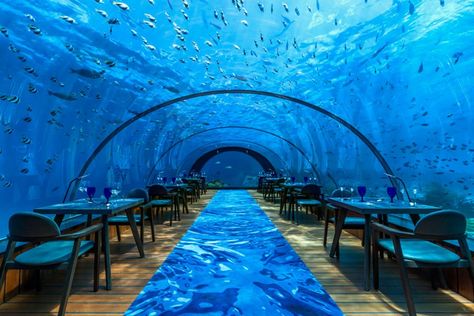 10 of the most beautiful Maldives resorts to dream about Global Grasshopper Underwater Bedroom, Underwater Hotel, Underwater Restaurant, Maldives Vacation, Unusual Hotels, Maldives Honeymoon, Dinner Show, Visit Maldives, Under The Water