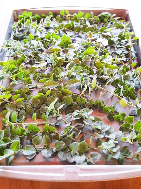 How to Dry Oregano (and Other Herbs) Fast—Use the Oven! – Garden Betty Dry Herbs In Oven, Drying Oregano, Dehydrating Herbs, Garden Betty, Dry Oregano, Drying Fresh Herbs, Dehydrating Food, Preserving Herbs, Dry Herbs