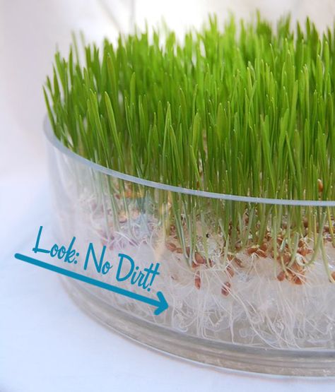 Growing Wheat, Growing Wheat Grass, Cat Grass, Grow Kit, Wheat Grass, Grass Seed, Apartment Garden, Green Grass, Growing Plants