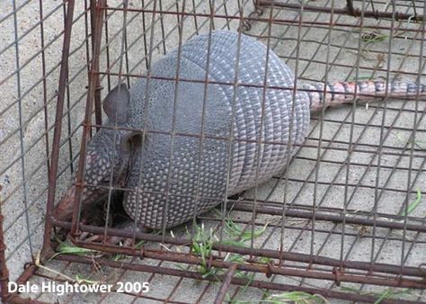 Armadillos Animal Traps, Great Websites, The Garden, The Internet, Internet