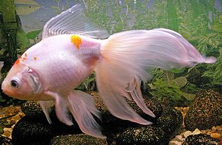 Veiltail Goldfish, Best Aquarium Filter, Goldfish Care, Comet Goldfish, Goldfish Types, Fantail Goldfish, Pretty Fish, Aquarium Filter, Beautiful Fish