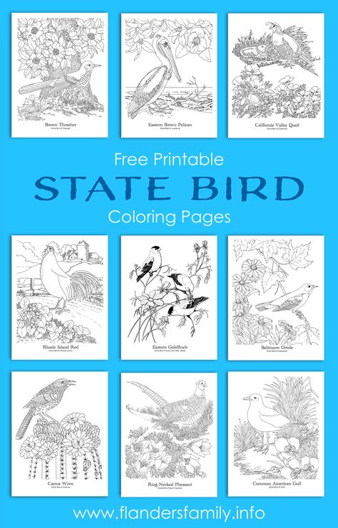 State Birds Printable, Bird Activities, Birds Coloring Pages, Mom Coloring Pages, Bird Quilt Blocks, Us Geography, Cactus Wren, Bird Coloring, Bird Free