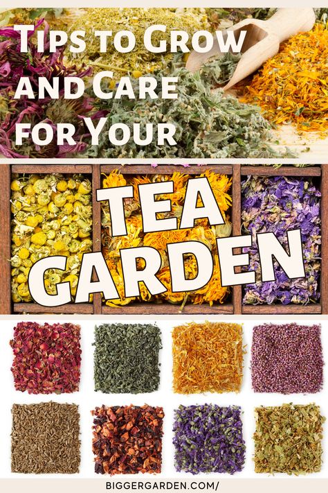 Create a therapeutic tea garden with 11 herbs known for their health benefits. This guide walks you through designing a space filled with medicinal plants, ideal for brewing healing teas. Learn how to grow and care for plants like peppermint and sage to craft your own wellness teas at home. Diy Tea Garden, Growing Tea Plants At Home, Ancient Alchemy, Growing Tea, Tea Plants, Herbal Tea Garden, Plants At Home, Homestead Ideas, Healing Tea