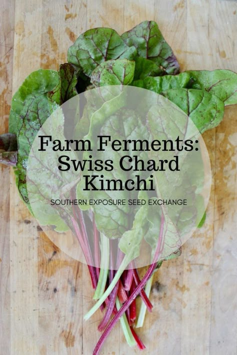 Farm Ferments: Swiss Chard Kimchi | Southern Exposure Seed Exchange Fermenting Veggies, Fermentation Station, Food Fermentation, Fermented Vegetables Recipes, Food Preservation Methods, Bog Witch, Seed Exchange, Making Sauerkraut, Lacto Fermented