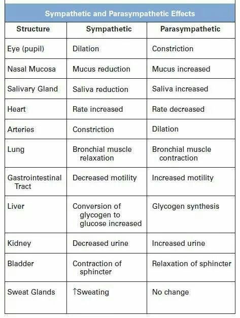 Sympathetic & Parasympathetic effects on the body. Sympathetic Vs Parasympathetic, System Roles, Sympathetic And Parasympathetic, Nursing Cheat, Nursing Information, Nursing Mnemonics, Anatomy Physiology, Pharmacology Nursing, Nursing School Survival