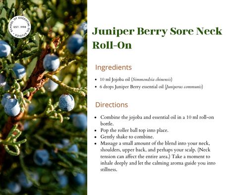 Juniper Berry Essential Oil Benefits: Calm Joint & Muscle Pain Juniper Berry Essential Oil, Juniperus Communis, Sore Neck, Essential Oil Benefits, Roll On Bottles, Natural Pain Relief, Juniper Berry, Oil Benefits, Essential Oil Recipes