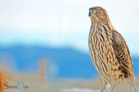 Hawk Spiritual Meaning, Hawk Meaning, Cooper Hawk, Coopers Hawk, Cooper's Hawk, Save Mother Earth, Save Wildlife, People Standing Together, Red Tailed Hawk