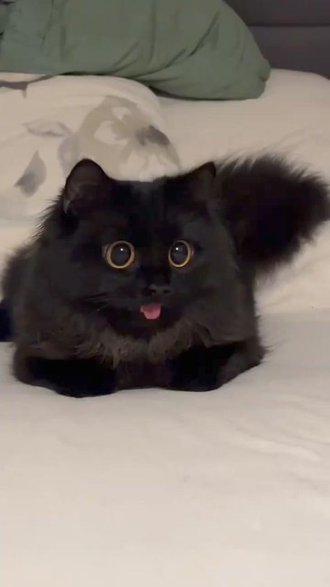 Black beauty cat 🐈 😻 Black Cat With Big Eyes, Cat Big Eyes, Rounded Eyes, Big Eyed Cat, Black Cat Funny, Cat Tongue, Cats With Big Eyes, Shoes Chunky, Cute Small Animals