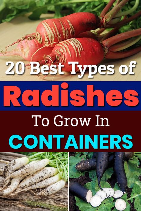 Whether you're growing radishes in containers or your garden, this list of 20 Types of Radishes is very useful. Types Of Radishes, Growing Radishes In Containers, Edible Roots, French Breakfast Radish, Growing Radishes, Red Roots, Indoor Vegetables, Garden Boxes Diy, Garden Goals