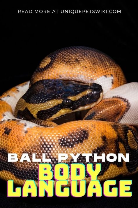 Breeding Ball Pythons, Coral Glow Ball Python, Ball Python Habitat, Ball Python Enrichment Ideas, Ball Python Enclosure Ideas 40 Gallon, Ball Python Enclosure Ideas Diy, Bioactive Ball Python Enclosure Ideas, Snake Enclosure Ideas Ball Python, Snake Tank Setup Ball Python