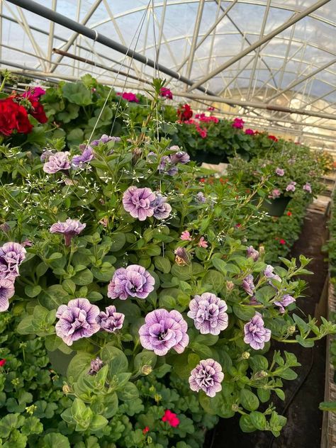 Double Petunias, Proven Winners, Petunias, Flower Garden, Tattoo Ideas, Purple, Plants, Flowers