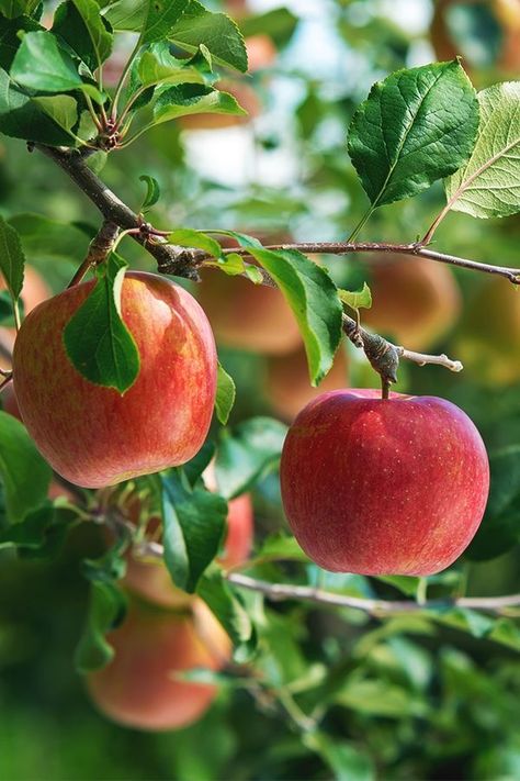 Apple Hanging From Tree, Apple On Tree, Fruit On Tree, Smoothie Recipes Fruit, Cobbler Apple, Trees For Small Spaces, Garden Fruit Trees, From Seed To Plant, Seed To Plant