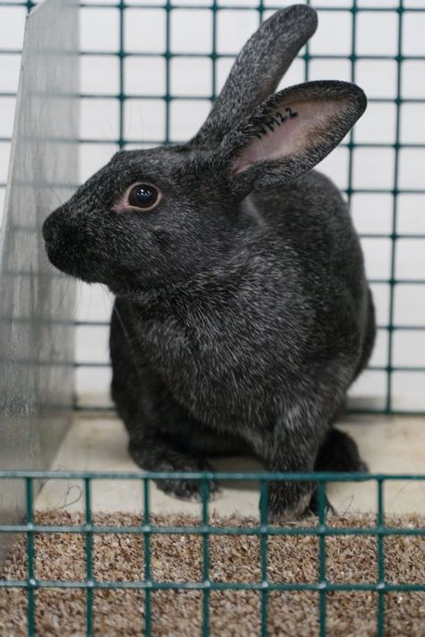 Information on the Silver and Silver Fox Rare Rabbit Breeds – Rabbit Smarties : Creative Resources for Rabbit Keepers Rabbit Colony, Silver Fox Rabbit, Fox Breeds, Water Rabbit, Show Rabbits, Rare Rabbit, Unique Rabbit, Raising Rabbits, Rabbit Breeds