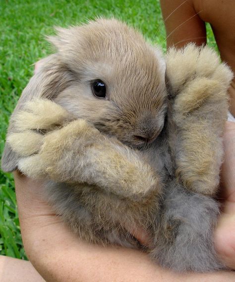 aww LOOK at those feet paws :) Holland Lop Bunny, Crazy Bunny Lady, Lop Bunny, Bunny Paws, Jazz Hands, Toe Beans, Baby Rabbit, Holland Lop, Therapy Animals