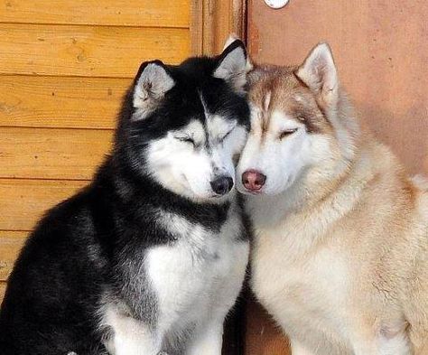 Husky Dogs, Husky, Dogs