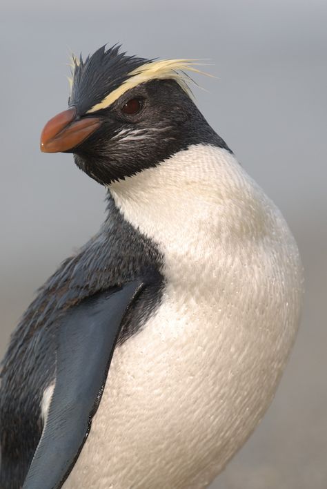 Fiordland Penguin, Nz Plants, Stewart Island, Types Of Penguins, Kiwi Birds, March Of The Penguins, New Zealand Birds, Galapagos Penguin, Rockhopper Penguin