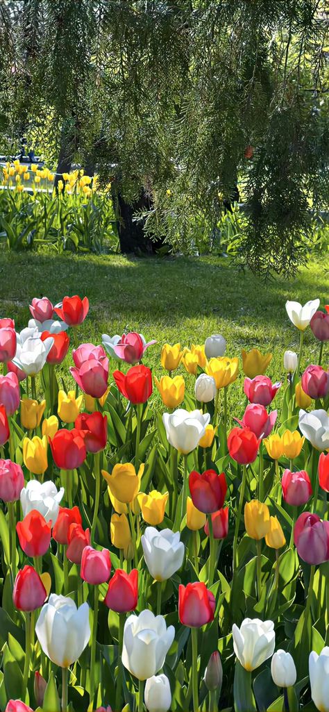 Pretty Flowers Pictures, Tulip Season, Pink Flowers Wallpaper, Cocoppa Wallpaper, Tulips Garden, Nothing But Flowers, Pretty Landscapes, Flower Therapy, Garden Photography