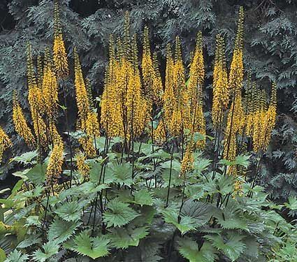 Ligularia, a Must Have in the Shade - Horticulture Ligularia Przewalskii, Part Shade Perennials, Woodland Plants, Shade Garden Plants, White Flower Farm, Shade Flowers, Shade Perennials, Woodland Garden, Courtyard Garden