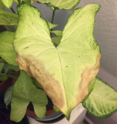 Arrowhead Plant Leaves Turning Brown: What Is The Reason? Syngonium Plant, Exotic House Plants, Plant Leaves Turning Brown, Plant Leaves Turning Yellow, Arrowhead Vine, Arrowhead Plant, Freckle Face, Brown Leaves, Plant Lighting