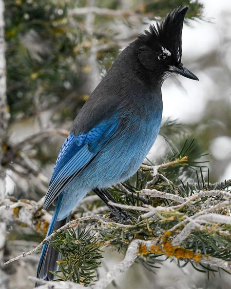 Jared Keyes on Instagram: “Darth Vader black on top and Blue Jay blue on the bottom, this duo-toned Stellar’s Jay is well known to Alpine skiers out west. It’s range…” Stellers Jay, Jay Bird, Kinds Of Birds, Bird Watcher, Bird Pictures, Pretty Birds, Bird Photo, Colorful Birds, Blue Jay