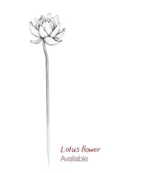 Do you want this lotus flower as a tattoo? ☺️🪷 Just send me a DM with your desired size and placement. Arm or back preferred, but other placements are also possible! Fun fact: Lotus flowers are considered a symbol of growing from a dark place into rebirth and beauty, because their leaves repel the mud and water they grow out of #tattoo #wannadotattoo #blackandgreytattoo #finelinetattoo #tattooart #tattooartist #lotustattoo #flowertattoo #floraltattoo Lotus Flower Growing From Mud Tattoo, Lotus Flower Growing, Growing Tattoo, Tattoos Feminine, Fineline Tattoos, Tattoos Pretty, Flower Growing, Lotus Tattoo, Feminine Tattoos