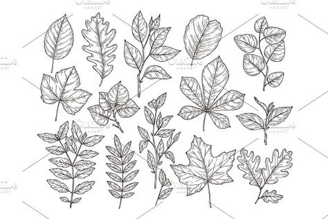 Fall Leaves Tattoo, Leaf Sketch, Sketch Nature, Plants Vector, Leaves Sketch, Oak Branch, Forest Leaves, Fall Drawings, Nature Elements