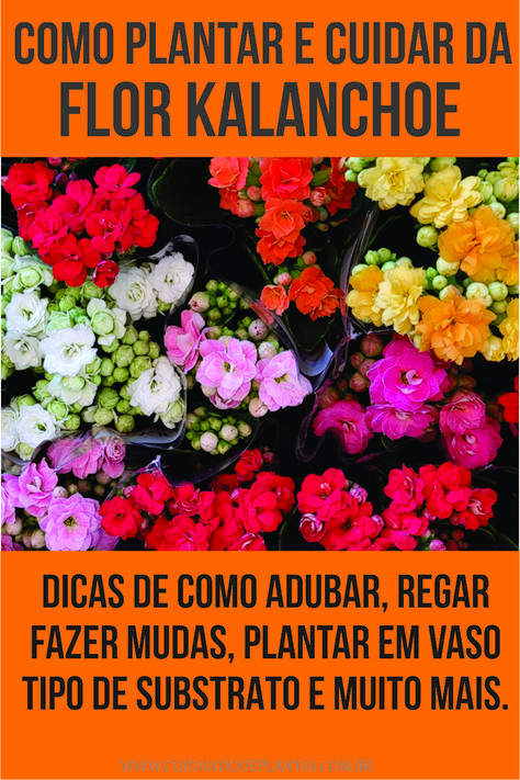 Confira dicas simples para cuidar de Flor Kalanchoe, aprenda sobre substrato, regas, adubação, como plantar, fazer mudas e muito mais...