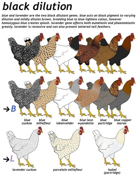 Chicken Breeds Chart, Serama Chicken, Chicken Breeding, Easy Chicken Coop, Chicken Coloring, Scientific Poster, Game Fowl, Chicken Coop Signs, Backyard Chicken Farming