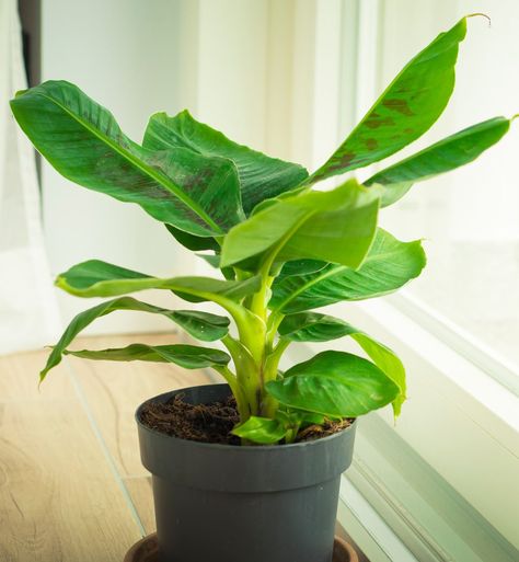 Musa Dwarf Cavendish: How To Grow Your Own Dwarf Banana Plant Indoors Window Sill Plants, How To Grow Bananas, Patio Fruit Trees, Cat Safe Plants, Banana Plant, Banana Plants, Banana Tree, Money Trees, Colorful Plants