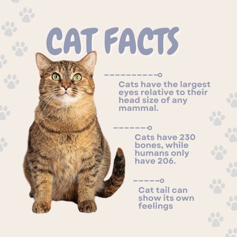 Cat Facts Funny, First Time Cat Owner, Facts About Cats, Cat Ages, Cat Language, Cat Essentials, Cat Hacks, Animal Tracks, Cat Care Tips