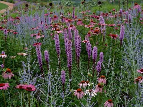 Liatris Spicata Kobold, Liatris Companion Plants, Liatris Kobold, Back Garden Landscaping, Liatris Spicata, Blazing Star, Prairie Garden, Native Plant Gardening, Companion Plants