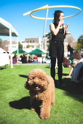 Dog Day Out Central Park Mall - April 6 | Australian Dog Lover Dog Park Photography, Dog Events, Dog Fancy Dress, Photography Concepts, Australian Dog, Social Photography, Tail Wagging, Dog Day, Park Photography