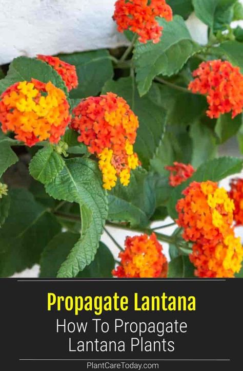 How To Root Lantana, Growing Lantana From Seeds, Saving Lantana Seeds, Harvesting Lantana Seeds, How To Propagate Lantana From Cuttings, Lantana Companion Plants, Lantana Propagation, How To Propagate Lantana, Lantana Landscaping Front Yards