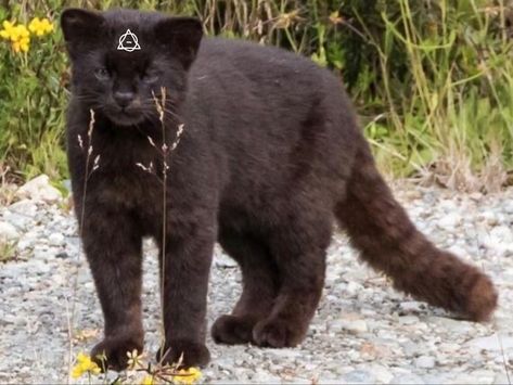 Pharaoh Cat Breed, Choco Biscuit, Animal Reference, Cat Reference, Animal References, Cat Pose, A Black Cat, Pretty Animals, Cat Pictures