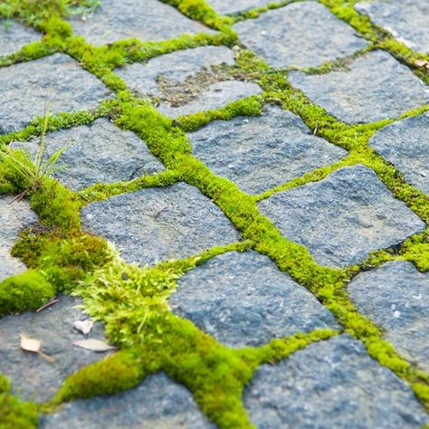 Sun Moss Clumps Bryum caespiticium is commonly referred to as "sidewalk moss". This moss when wet or damp becomes a brilliant emerald green. Bryum can tolerate direct sunlight, and is a clump moss that will grow to two inches or less in height. Once established it can easily survive being completely dried out. (but wil Moss Lawn, Types Of Moss, Growing Moss, Moss Decor, Rock Garden Design, Paver Driveway, Moss Garden, Evergreen Plants, Vascular Plant